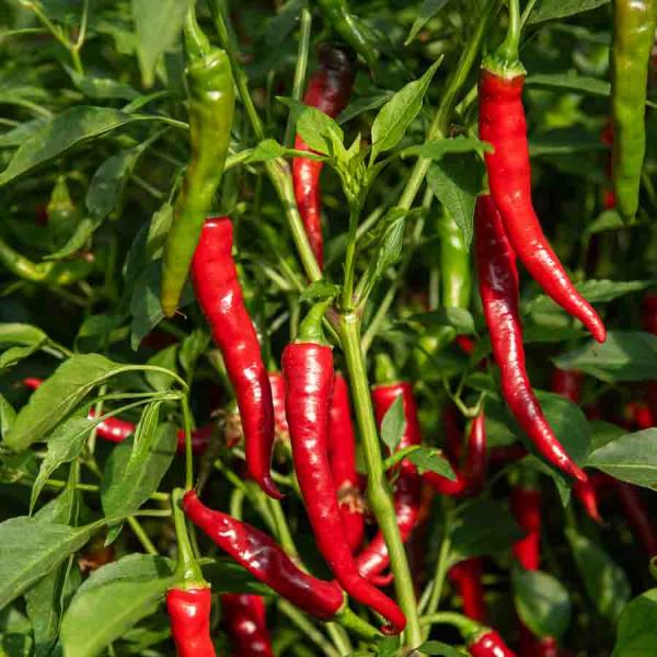 Potagères - Piment de Cayenne - BIO - face recto